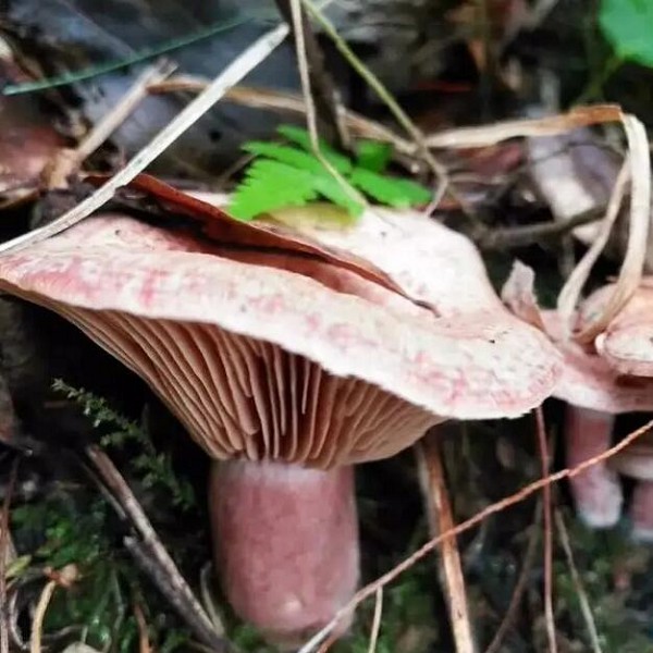 洞口枞菌详细介绍:特点 - 湖南洞口特产 - 特色谷