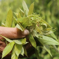 缙云甜茶