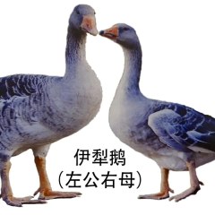 伊犁鹅