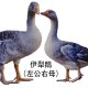 伊犁鹅