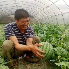 五间西瓜