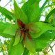 乌苏柳花茶