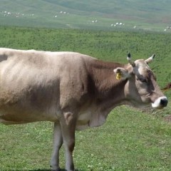 新疆褐牛