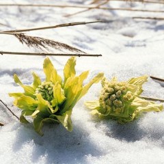 天山雪莲