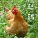 绍兴越鸡