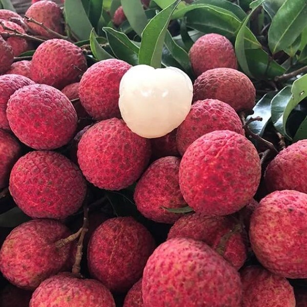 从化荔枝
