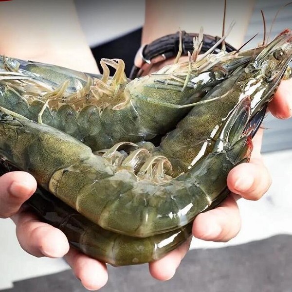 徐闻对虾
