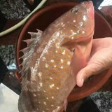 电白石斑鱼