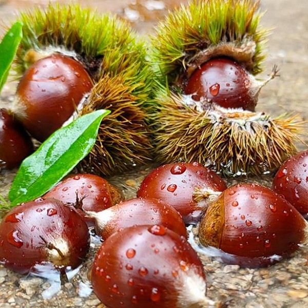 天梯板栗