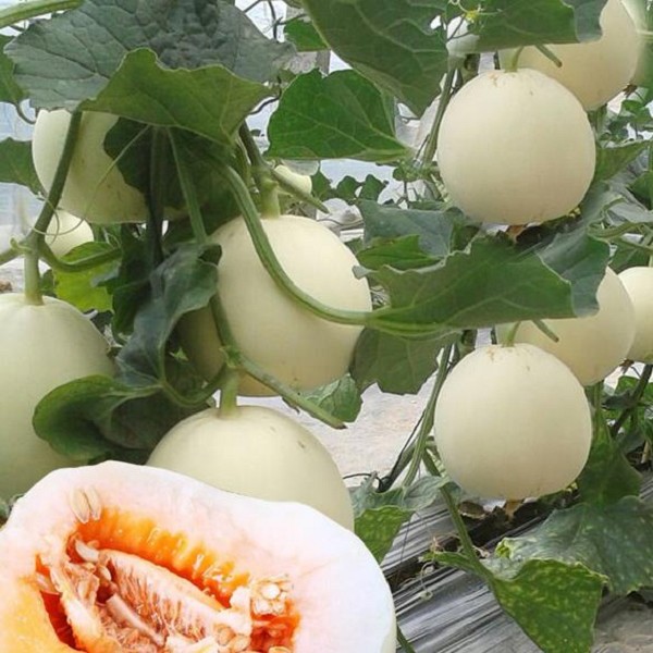 天门甜瓜