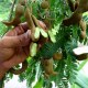 酸豆果