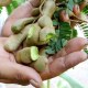 酸豆果