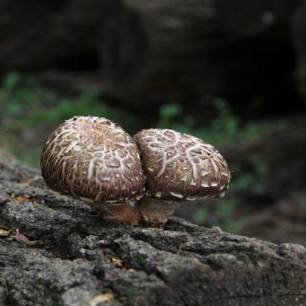 合阳香菇