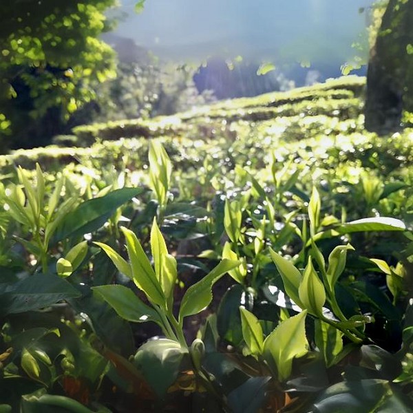 蕉岭绿茶