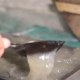 樟树冻粉
