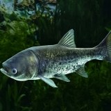 慈溪鳙鱼