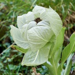 九寨沟雪莲花