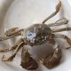 可鲁克湖中华绒螯蟹