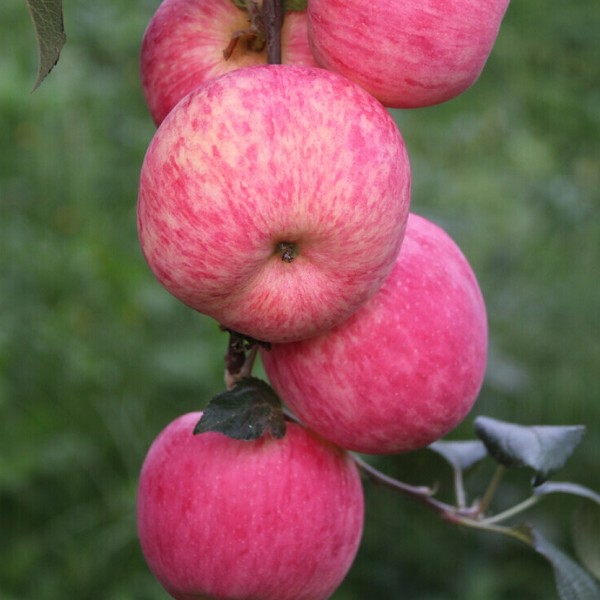 中宁苹果