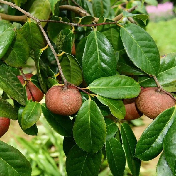 芦溪油茶