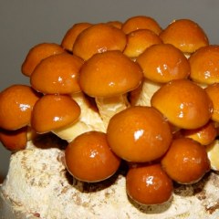 广灵滑子菇