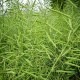 张掖油菜籽