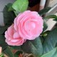 乐平茶花