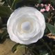 乐平茶花