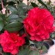 乐平茶花