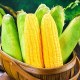 杜山甜玉米