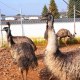 清新鸸鹋