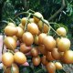 雁山黄皮果