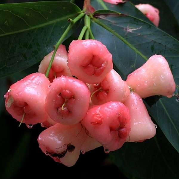 三江莲雾