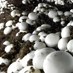 徐古蘑菇