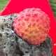 海口火山荔枝
