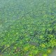 策湖菱角