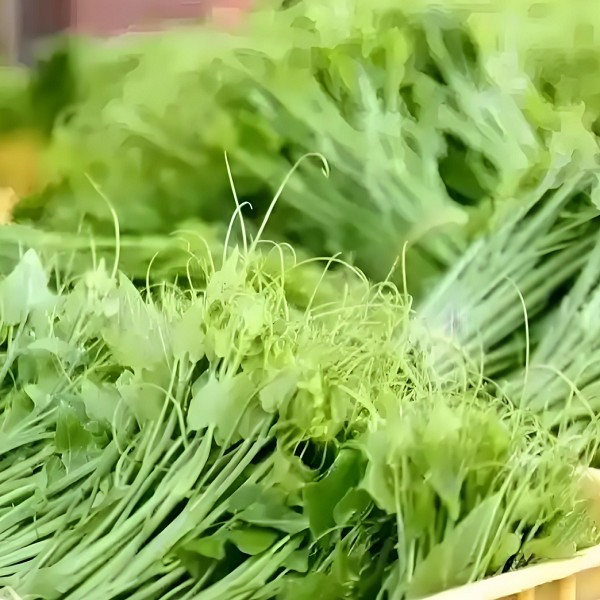 江屯龙须菜