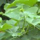 江屯龙须菜
