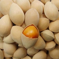 2015年新鲜特级带壳生白果银杏果邳州大佛指非干白果仁2.5kg