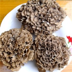 庆元特级灰树花干货