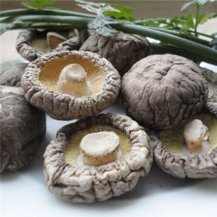 庆元香菇 剪根 香菇500g